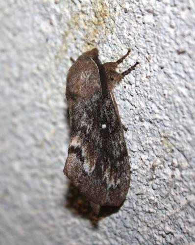 Réf. 208 714 : Dendrolimus pini